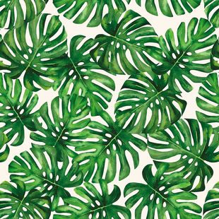 Papel de Parede Vinílico Costelas de Adão Verde 52cm x 9,5m